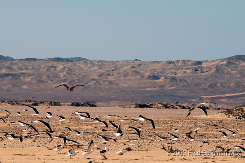 20090605_135609 D300 X1.jpg - Birds following us along the Skeleton Coast